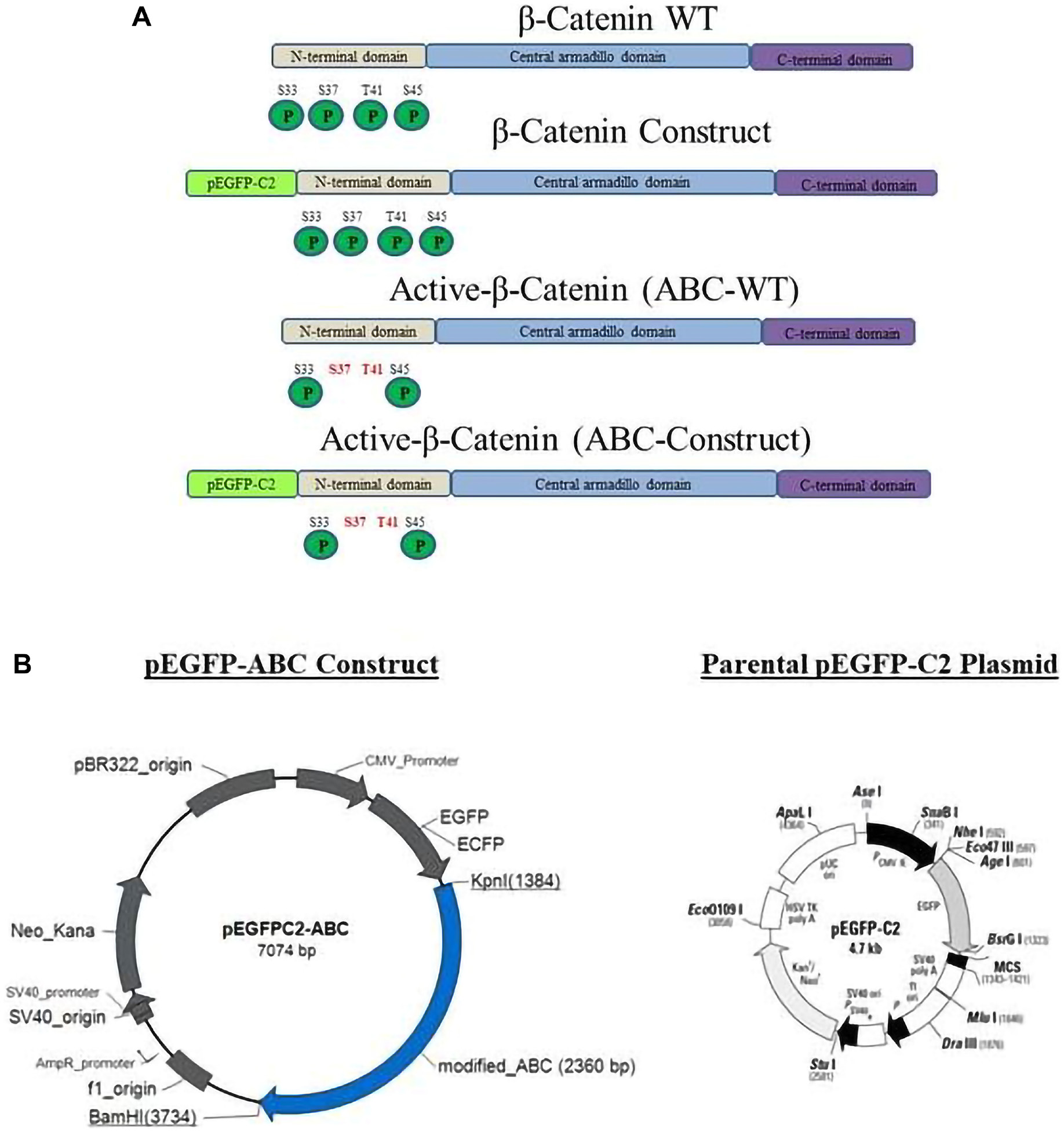Active β-Catenin Identified as a Driver of Aggressive Pediatric Osteosarcoma