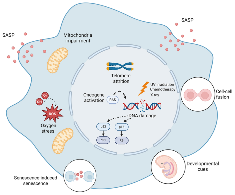 Multiple Biological Triggers Shape Cellular Senescence in Aging and Disease