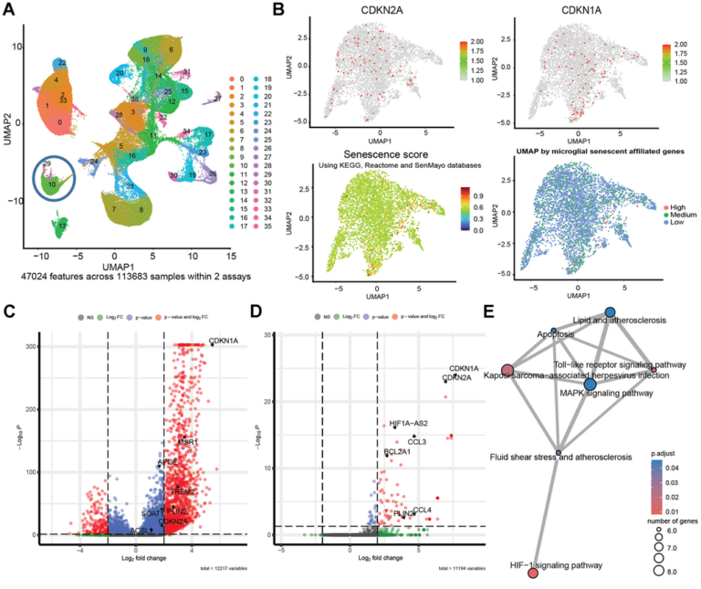 Senescent Cells Found to Accumulate Lipid Droplets Across Aging and Alzheimer’s Disease